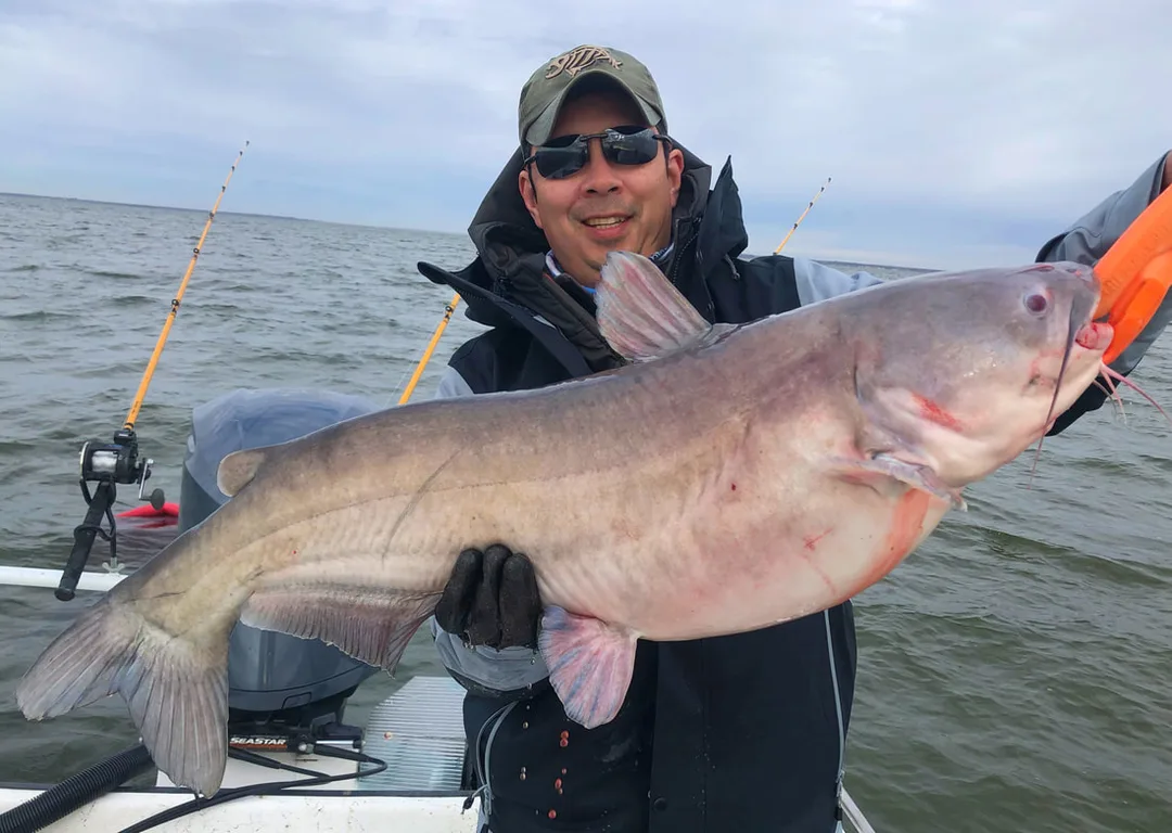 A nice Blue Catfish caught in Texas