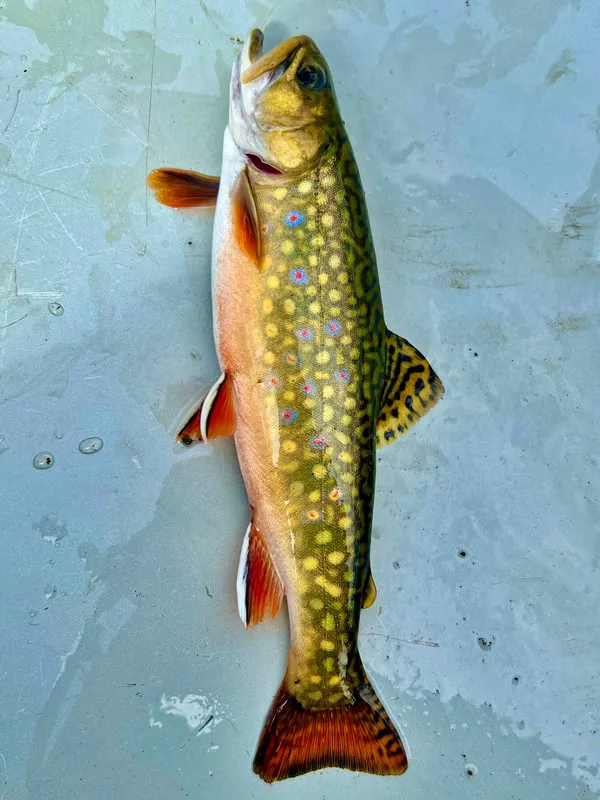 A colorful Brook Trout caught in Montana
