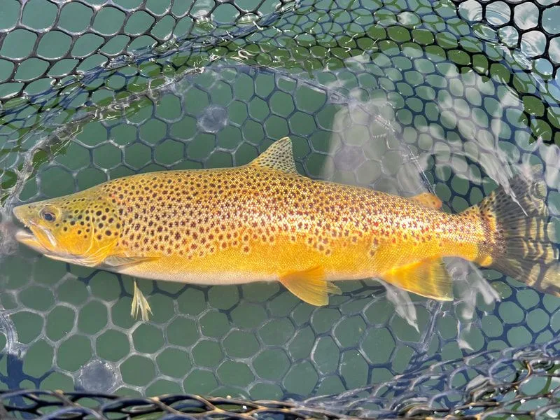 Montana Brown Trout
