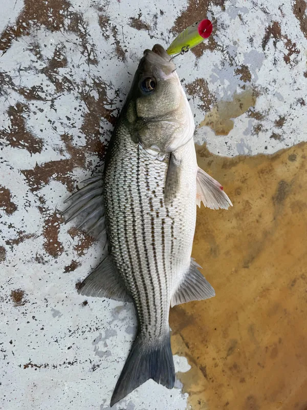 When they are busting baits on top, you can sometimes get Hybrid Striped Bass on topwaters like this popper