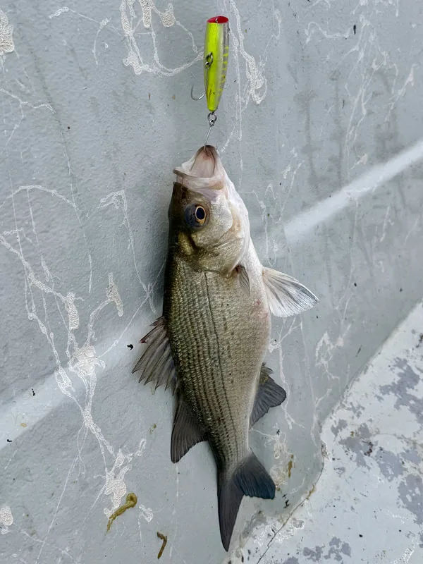 If you get really lucky, you can find White Bass crashing baits on top and catch them on small topwaters like this popper