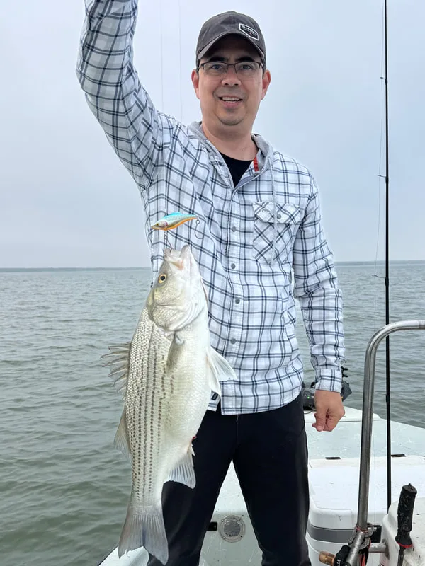 This fine Hybrid Striped Bass fell for a Rattlin Rapala in Lake Richland Chambers in Texas