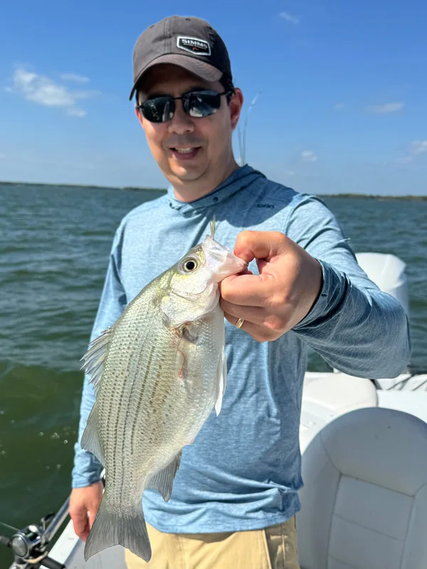 Check out the belly on this chunky White caught in Lake Richland Chambers in Texas