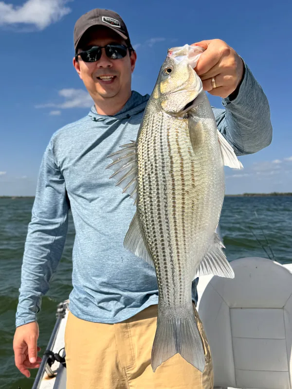 A big Hybrid caught in Lake Richland Chambers, Texas