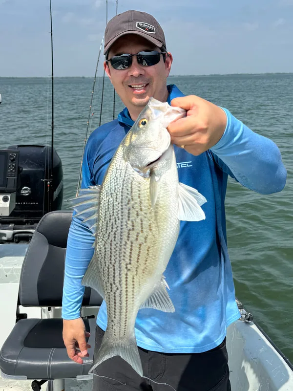 A nice chunky Hybrid caught in Texas on a shad