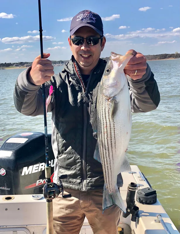A solid Texoma Striper caught deadsticking a soft plastic