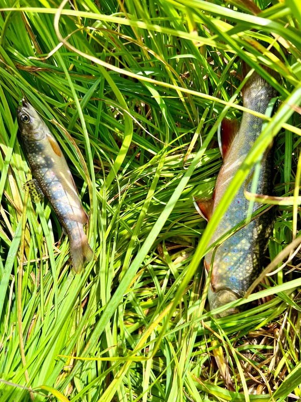 Two Brook Trout caught fly fishing in Montana
