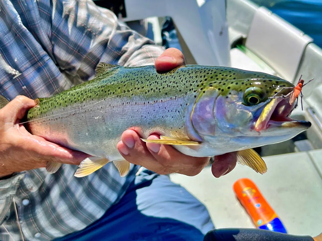 Rainbow Trout caught on a hopper