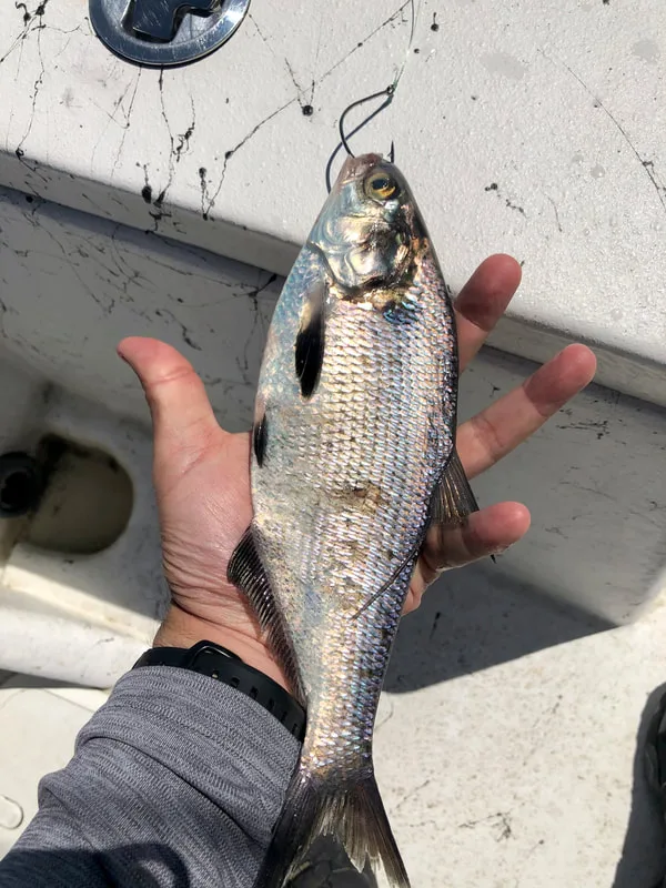 Big Stripers like big baits