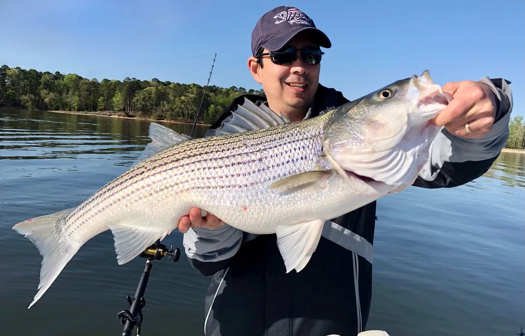 A big Striper caught on Lake Ouchita, Arkansas