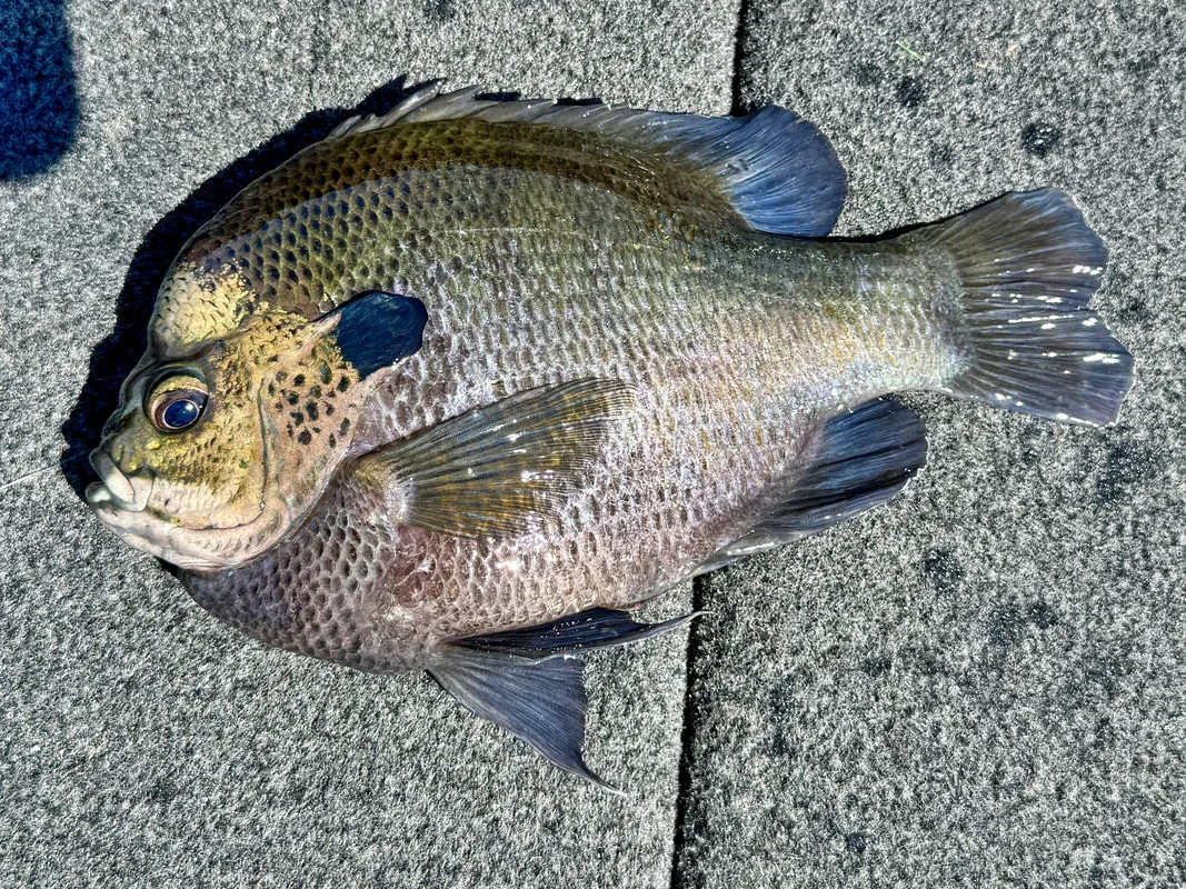 A big Coppernose subspecies caught on a small plastic worm in Texas
