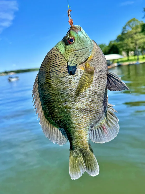 This Bluegill was caught on a good old fashioned worm