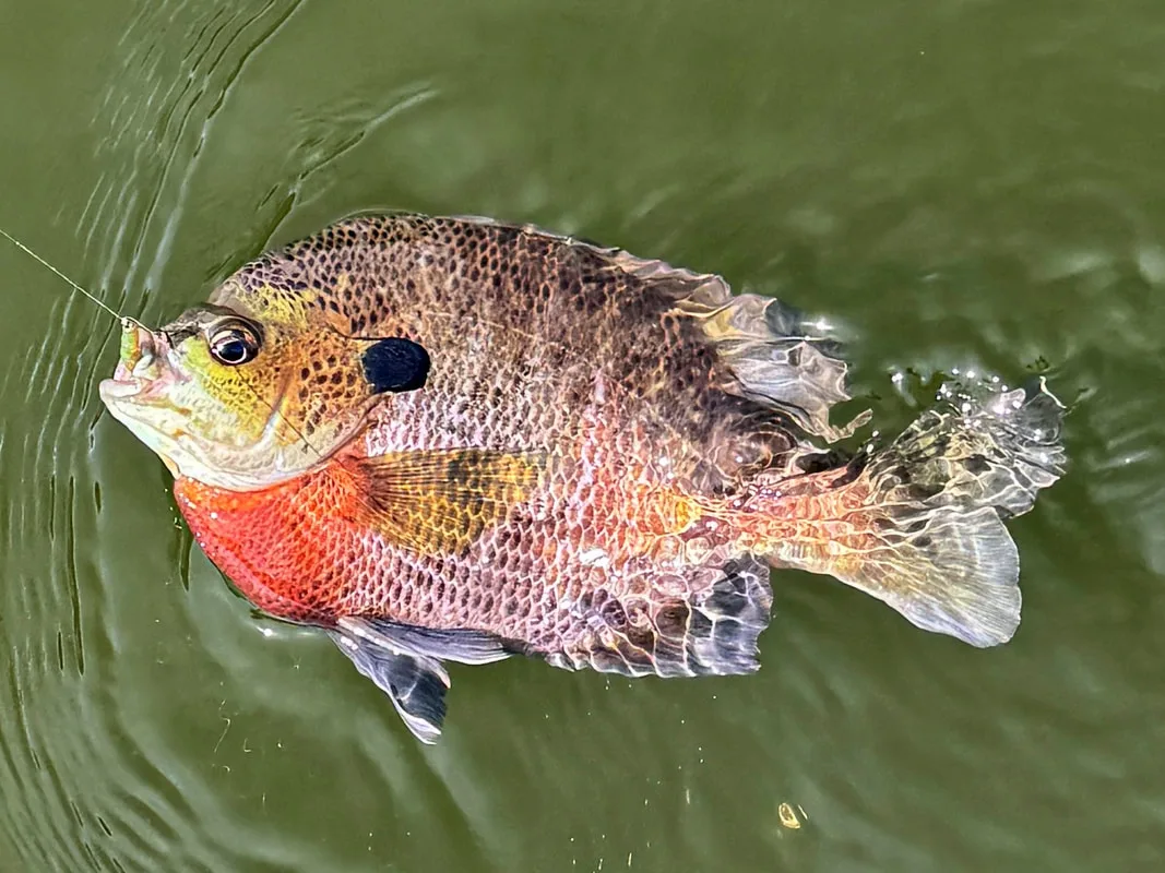 A colored-up Bluegill in spawn