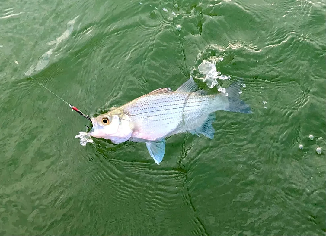 White Bass often have a pretty bluish tint