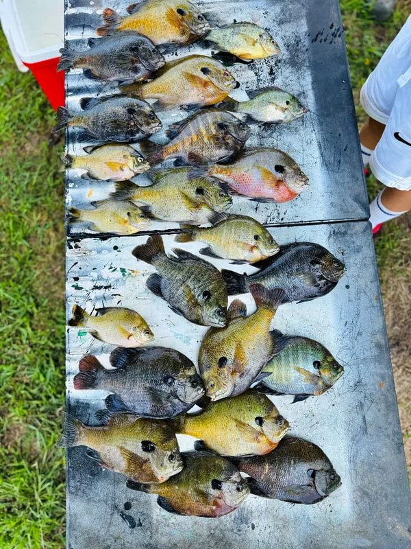 A smorgasboard of colorful panfish caught in Texas