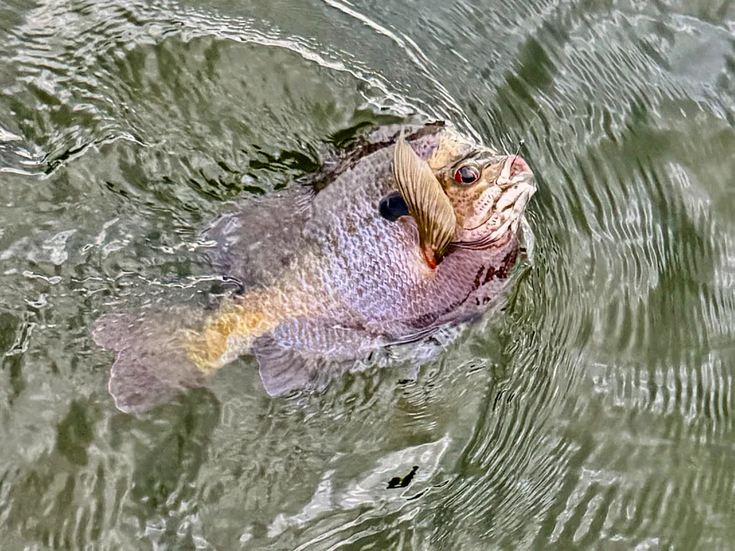 A beautiful purple and yellow Bluegill
