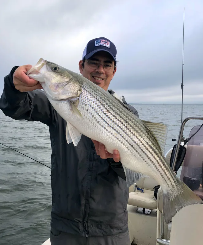 Summer Striper from Lake Tawakoni, Texas