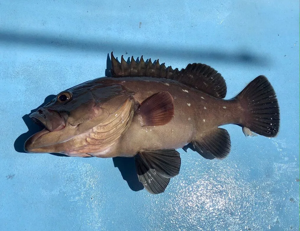 A couple Groupers this size made a fine dinner