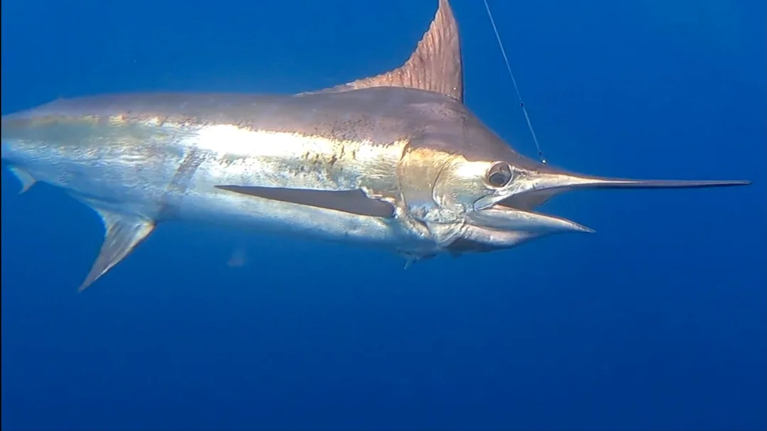 Blue Marlin in Costa Rica