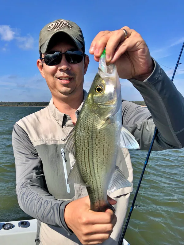 Hungry White Bass often take lures meant for other species