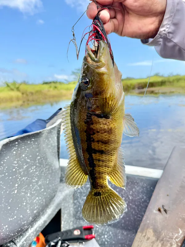 Female Rainbow Bass do not get as colorful or as large, but still fight hard