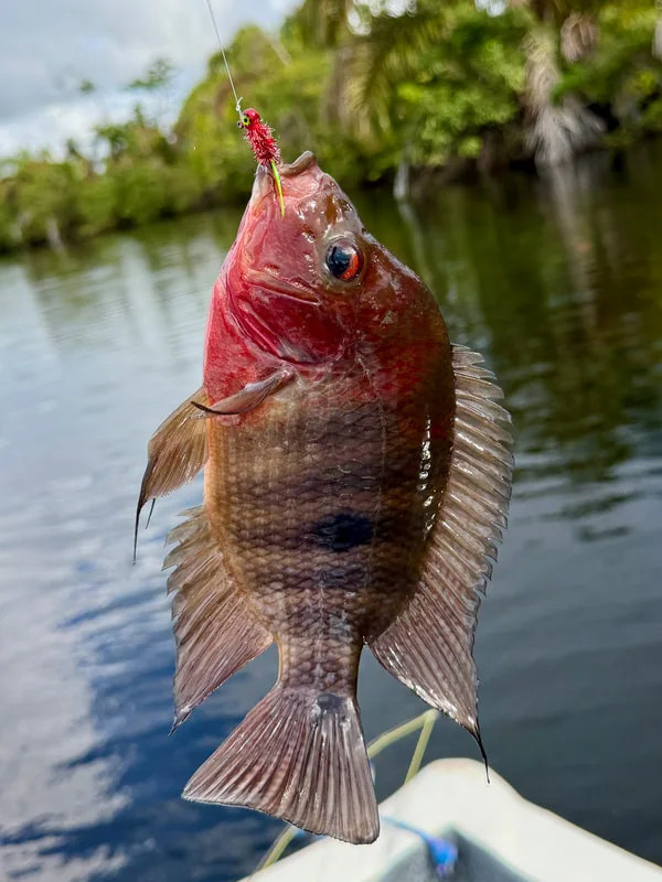 Mayan Cichlid