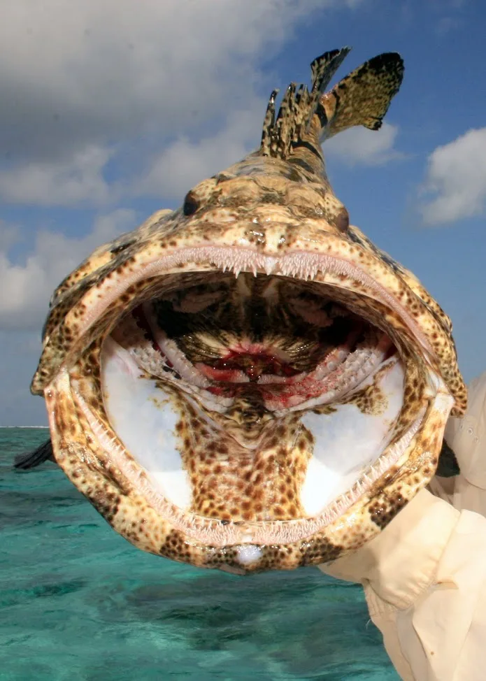 Cod have enormous mouths relative to their size and are not afraid to try to swallow anything that will fit.