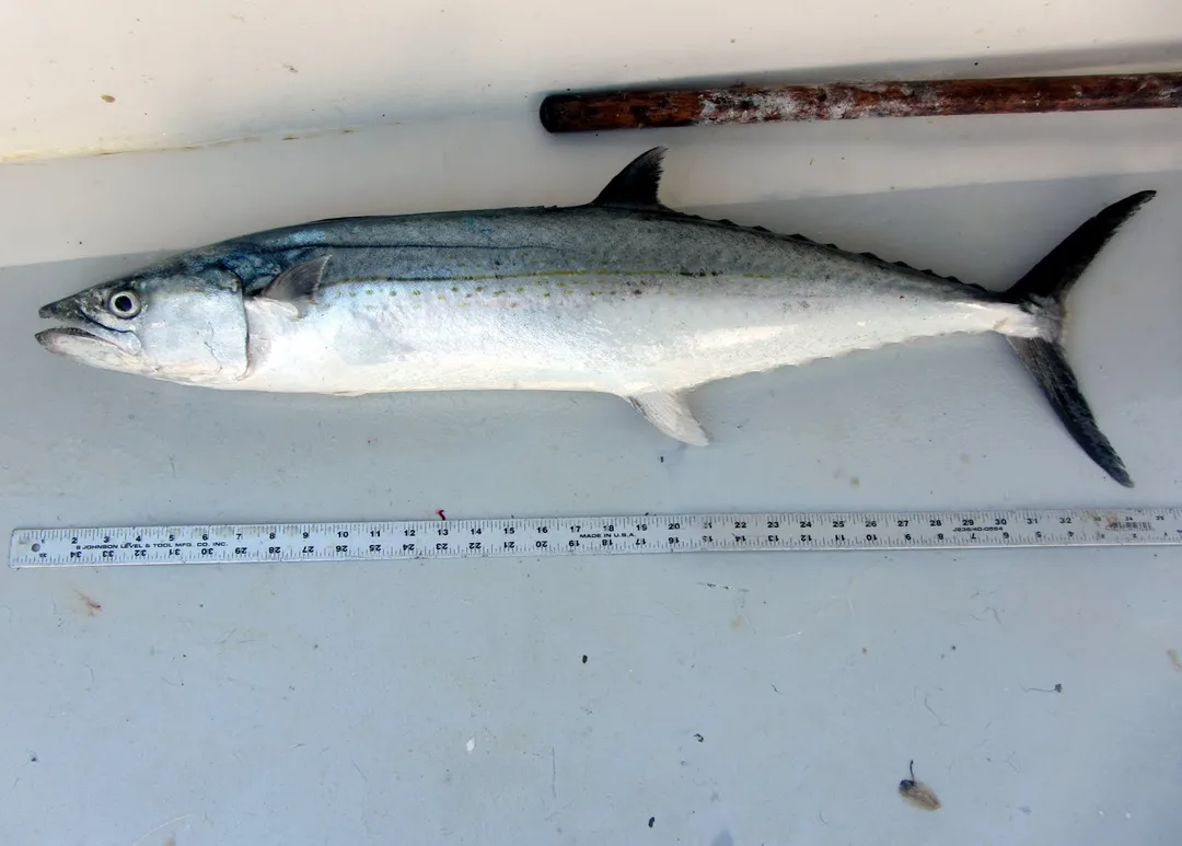 The author's personal best Cero Mackerel, caught on a live pinfish in the Dry Tortugas Islands, Florida