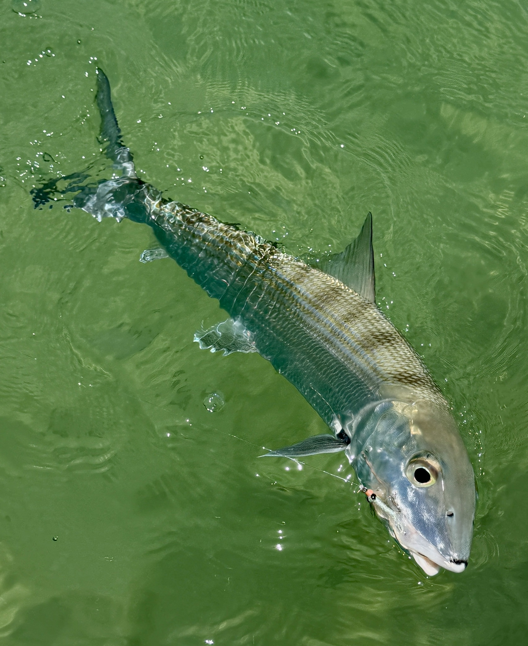 A Bonefish fooled by a shrimp fly comes to the boat 