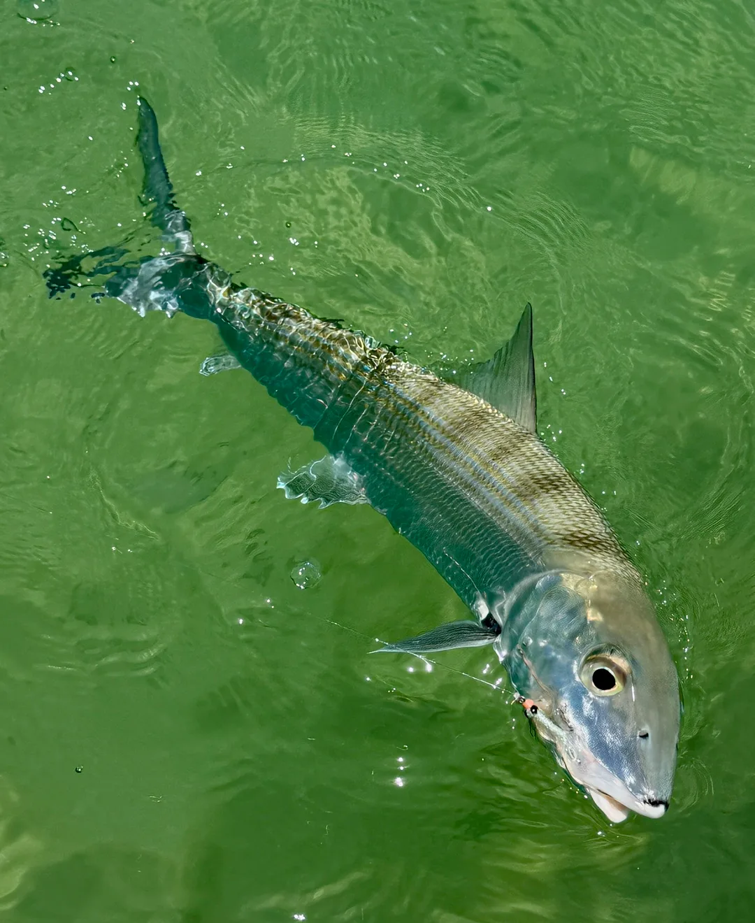 A Bonefish fooled by a shrimp fly comes to the boat 