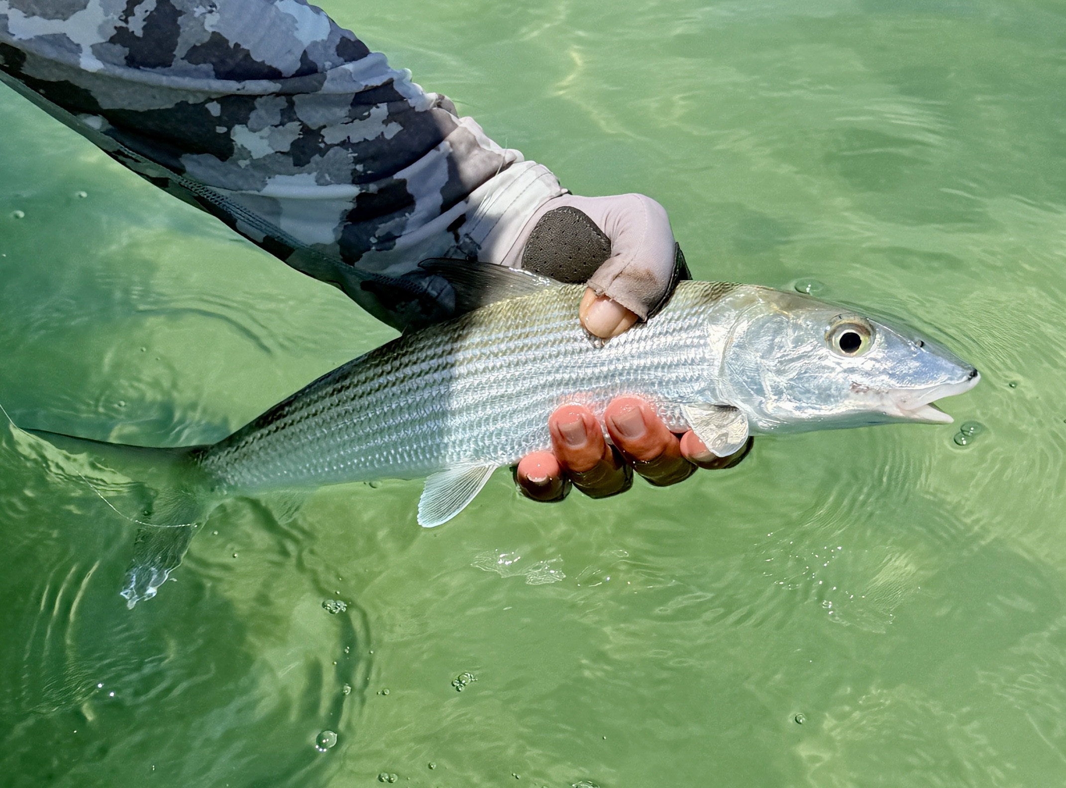 A gentle release is the way to go for Bonefish