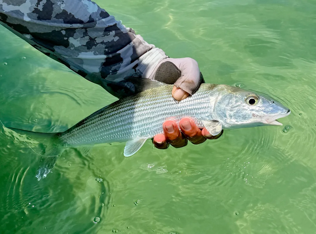 A gentle release is the way to go for Bonefish