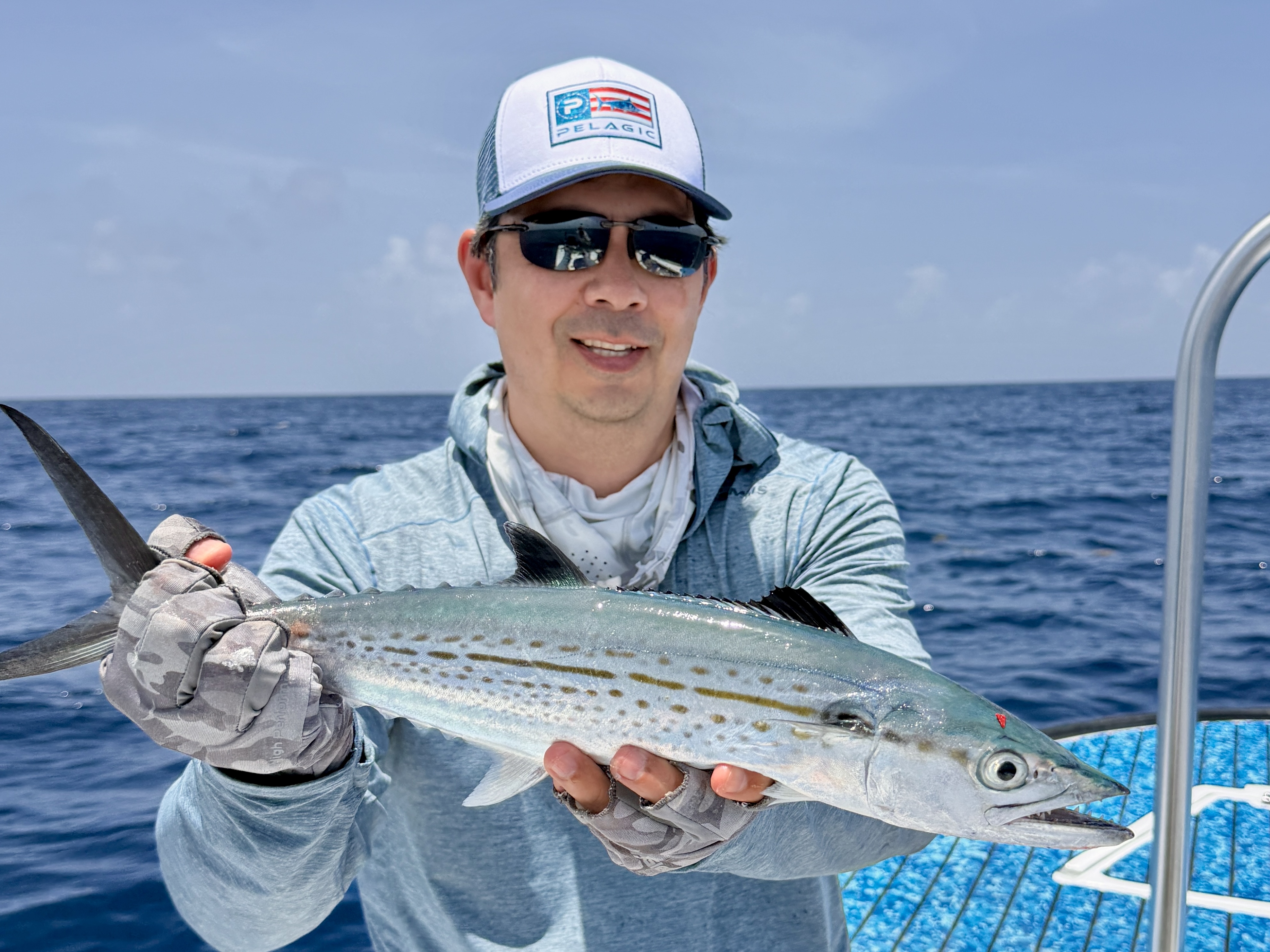 Cero Mackerel can be identified in part by the mix of yellow spots and longer yellow lines in the middle as seen here