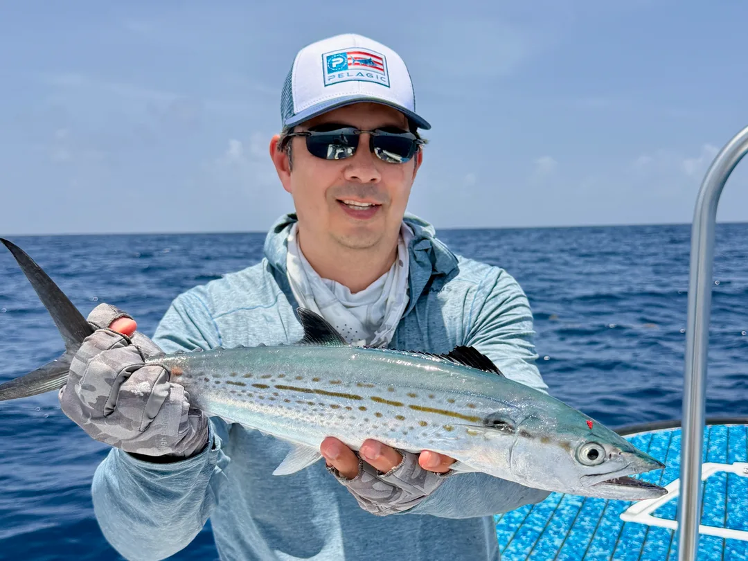 Cero Mackerel can be identified in part by the mix of yellow spots and longer yellow lines in the middle as seen here