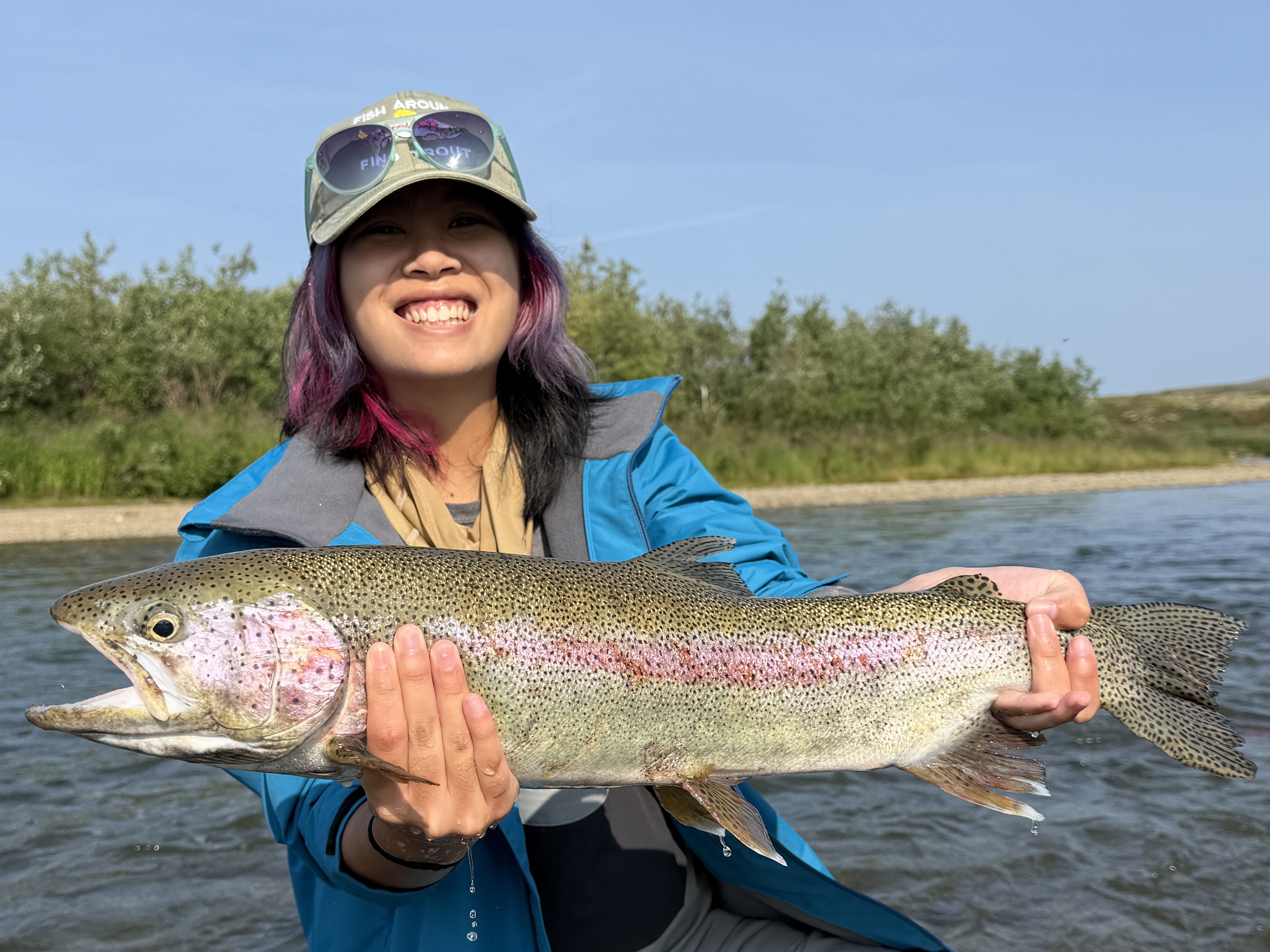 A large Rainbow Trout in Moraine Creek Alaska