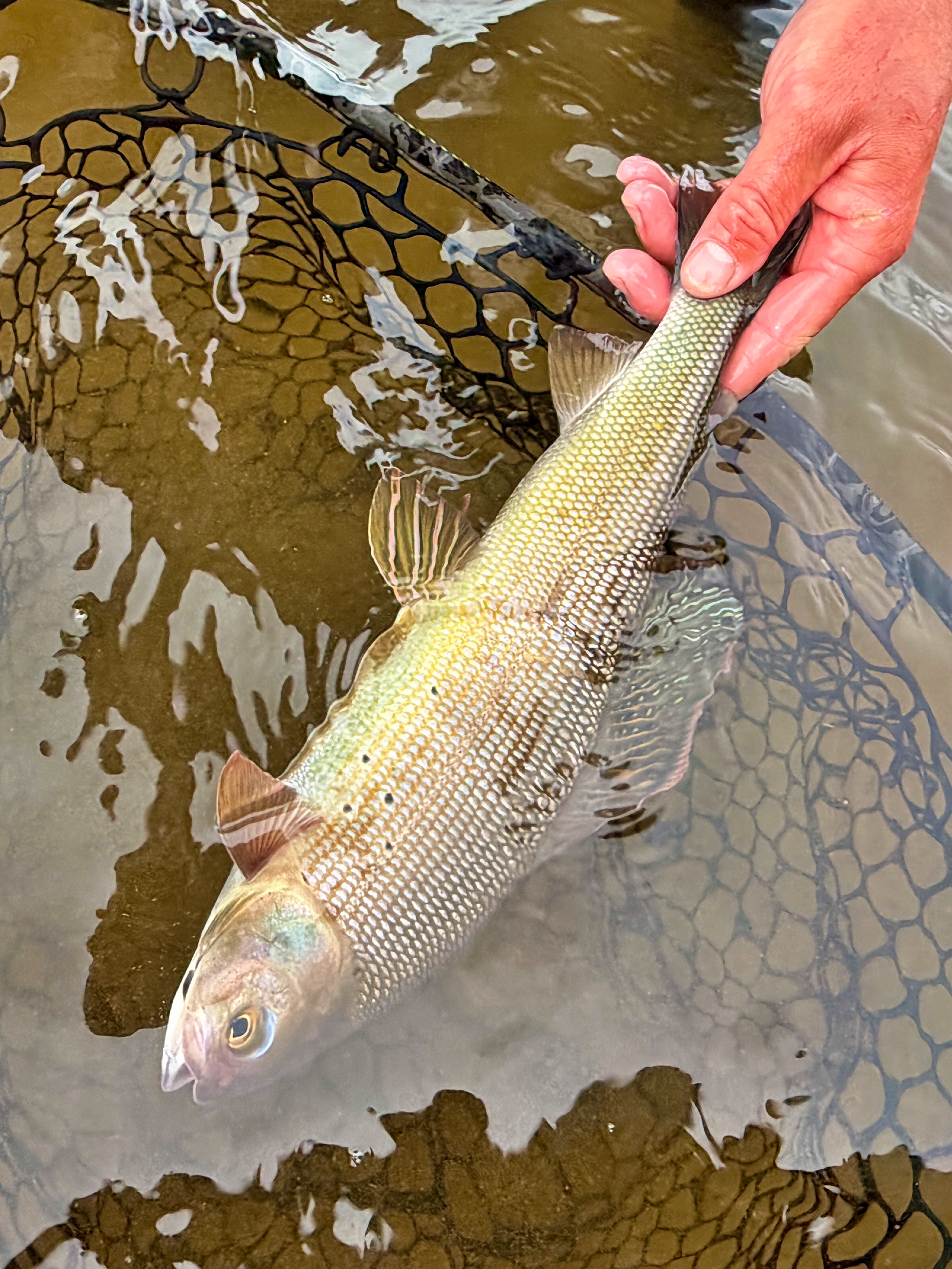 Arctic Grayling