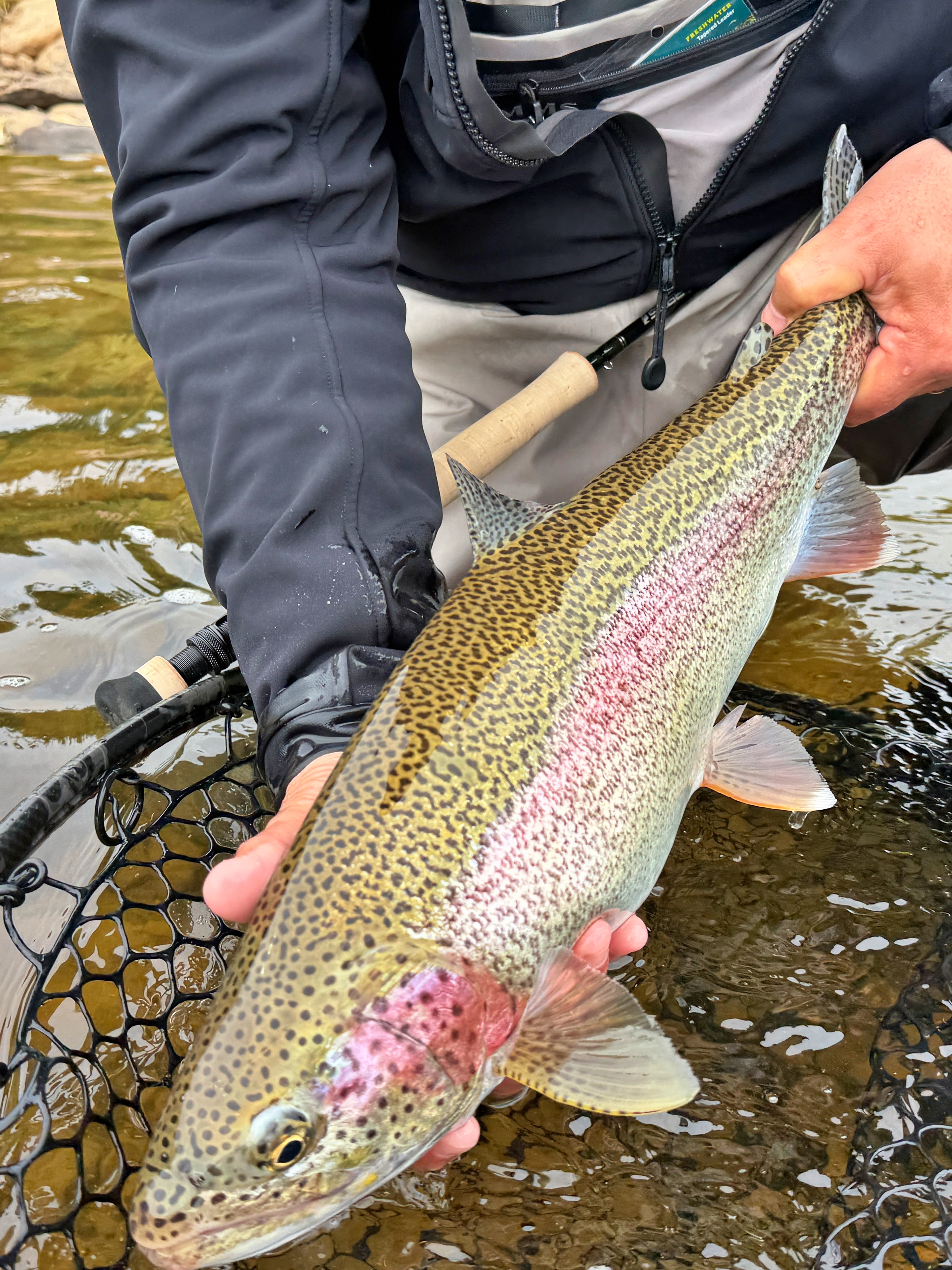 My biggest Rainbow of the last day