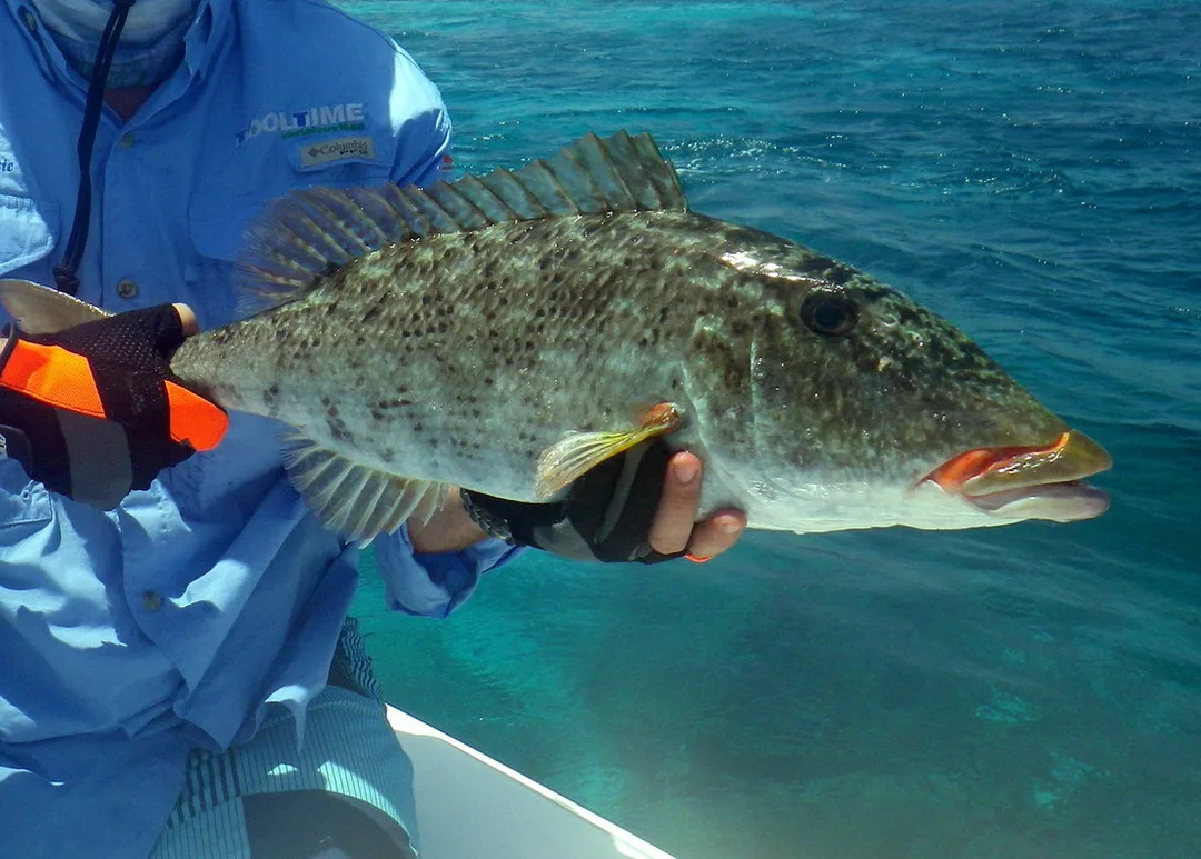 A hefty Emperor caught casting lures over the reef in Australia.