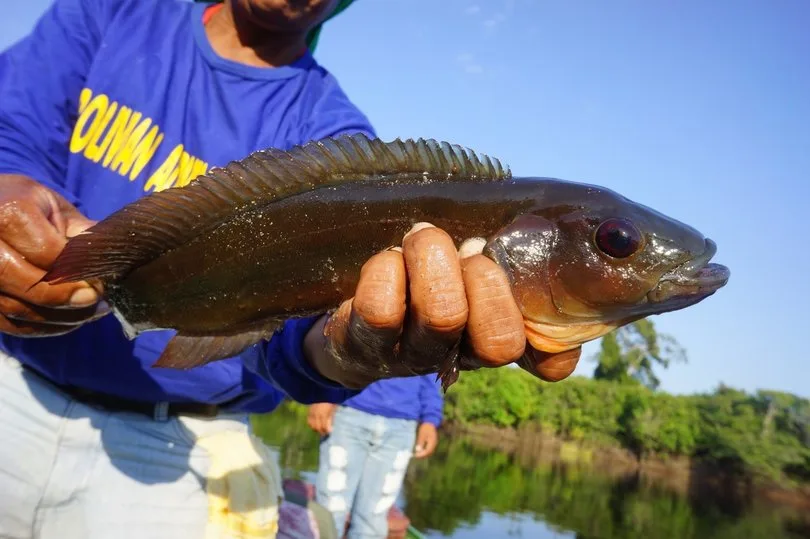 A Jacunda caught in Bolivia on a Sebile Stick Shadd lure.