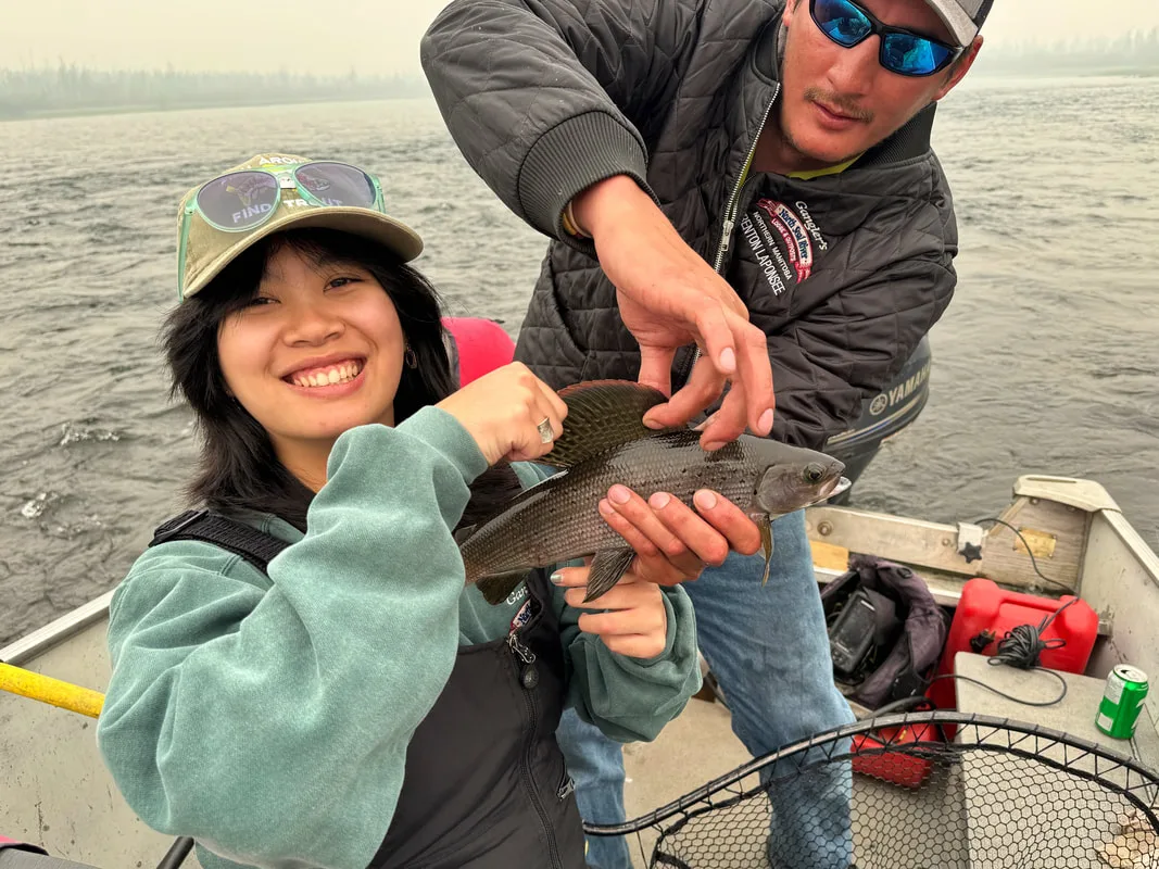 Grayling