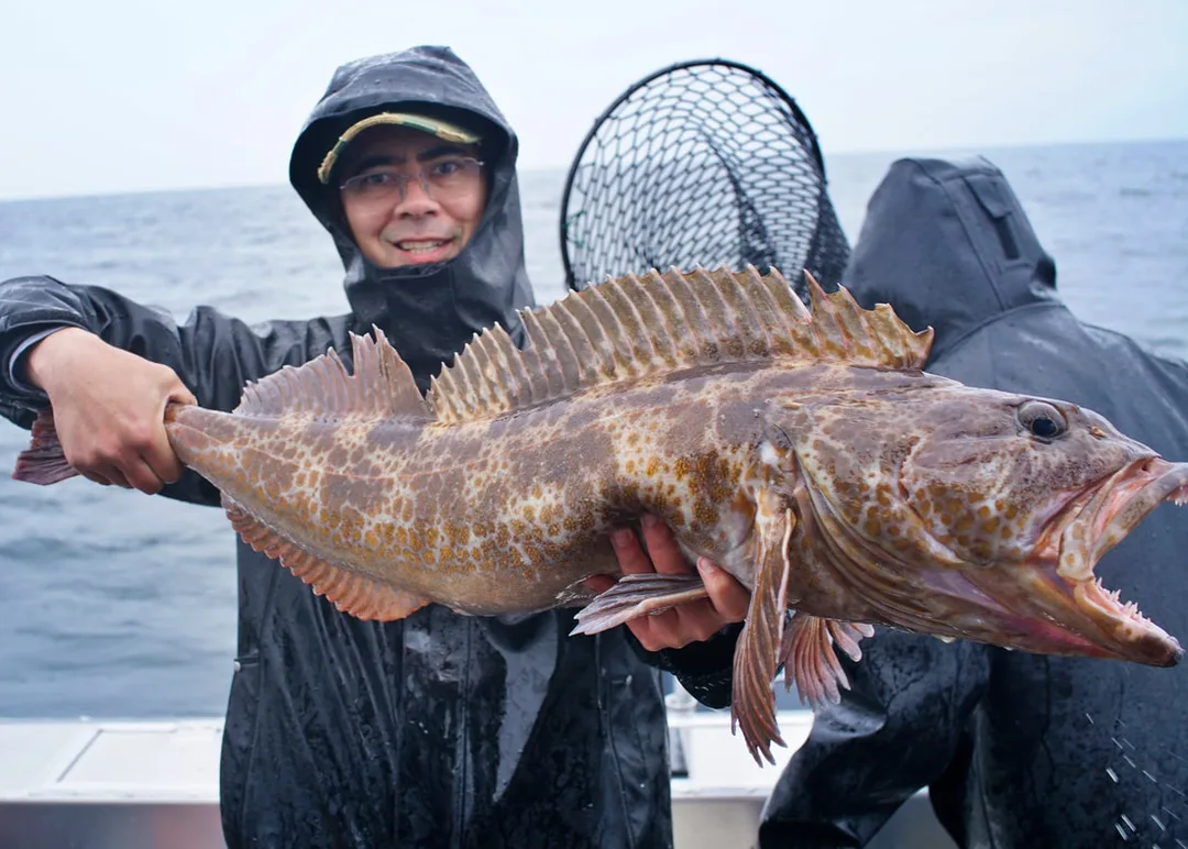 A solid Lingcod caught in the rain in Alaska