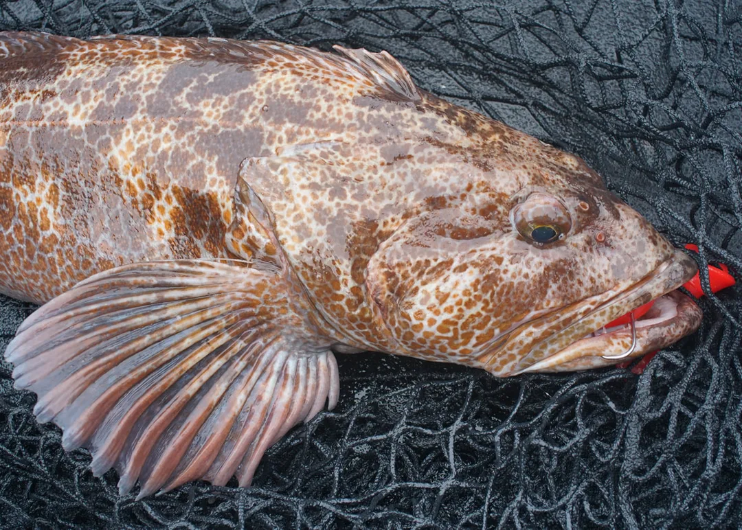 47-inch Lingcod caught on the jig at left