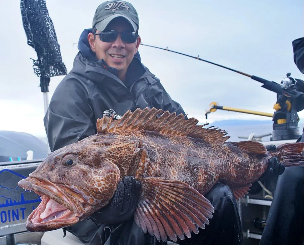 A 47-inch Lingcod caught on a plastic jig near Baranof Island, Alaska