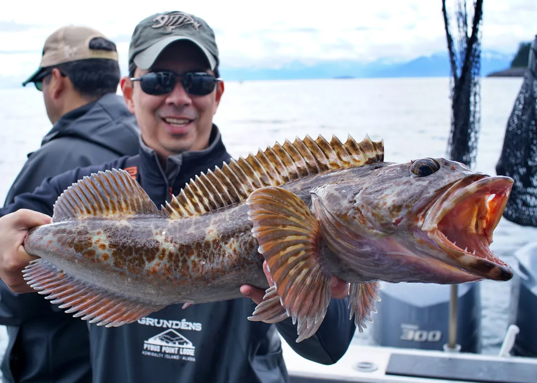 Small Lingcod