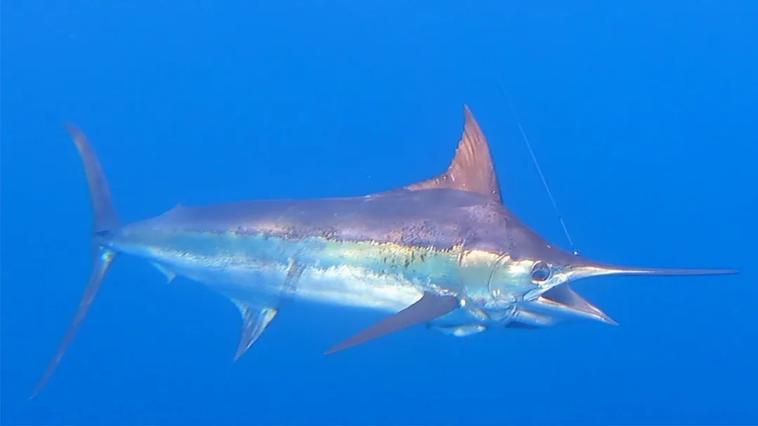 Blue Marlin about to be released off of Quepos, Costa Rica.