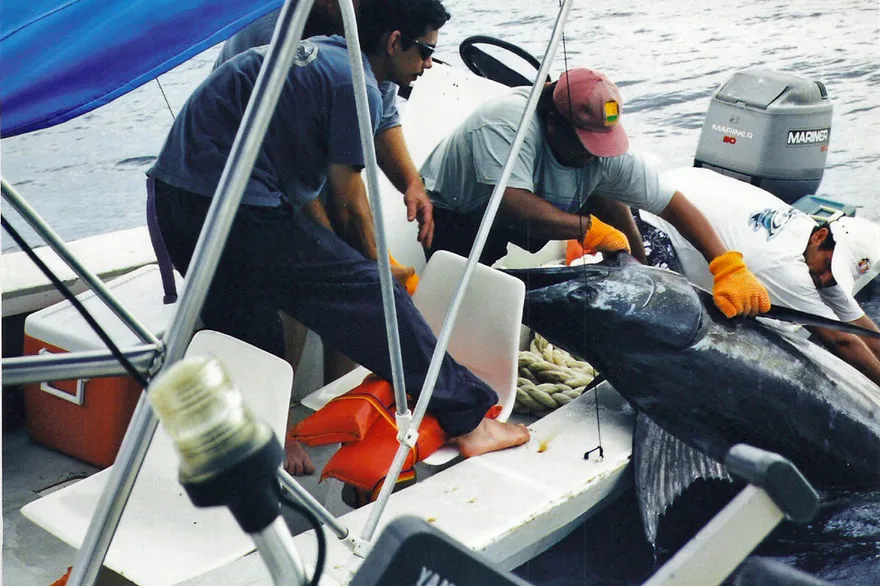 Big Blue Marlin in Samara, Costa Rica.  This one did not survive the fight and had to be kept.