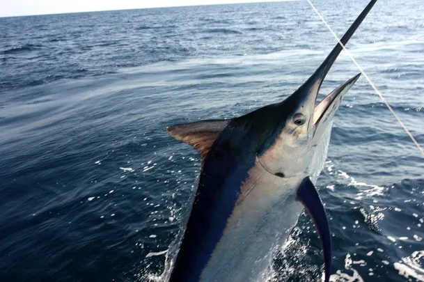 The author's Black Marlin in Puerto Vallarta Mexico