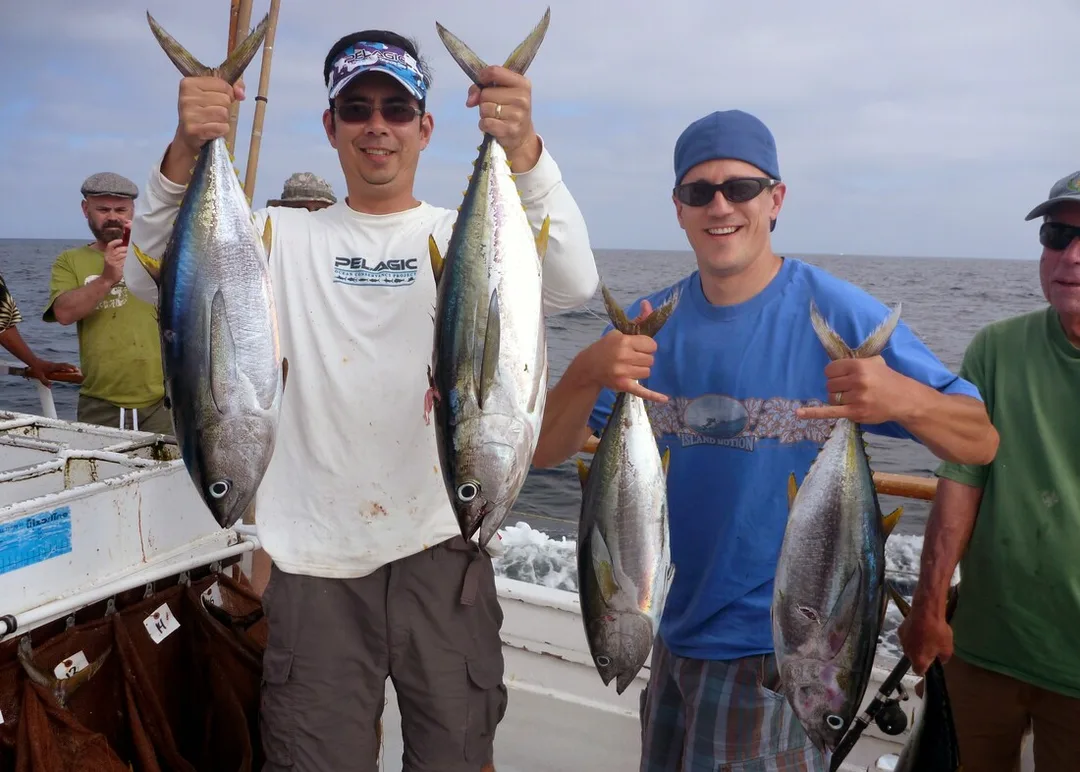 Some schoolie Yellowfin Tuna caught on the 3/4 day boat Point Loma out of San Diego
