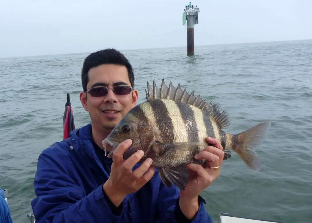 A strikingly patterned Sheepshead caught in Galveston Bay, Texas.