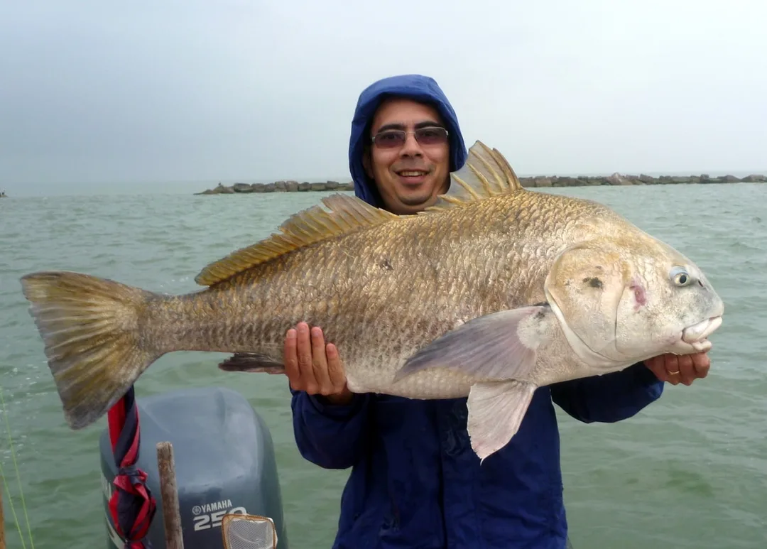 The author with a large Black Drum caught in Galveston, Texas on a crab.